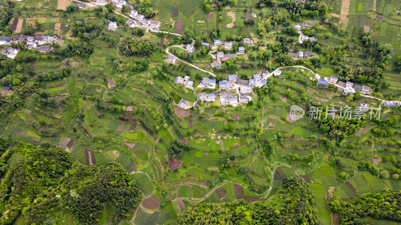 大山山峰农村农业茶园