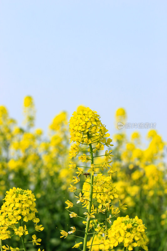 蓝色自然背景中的油菜花