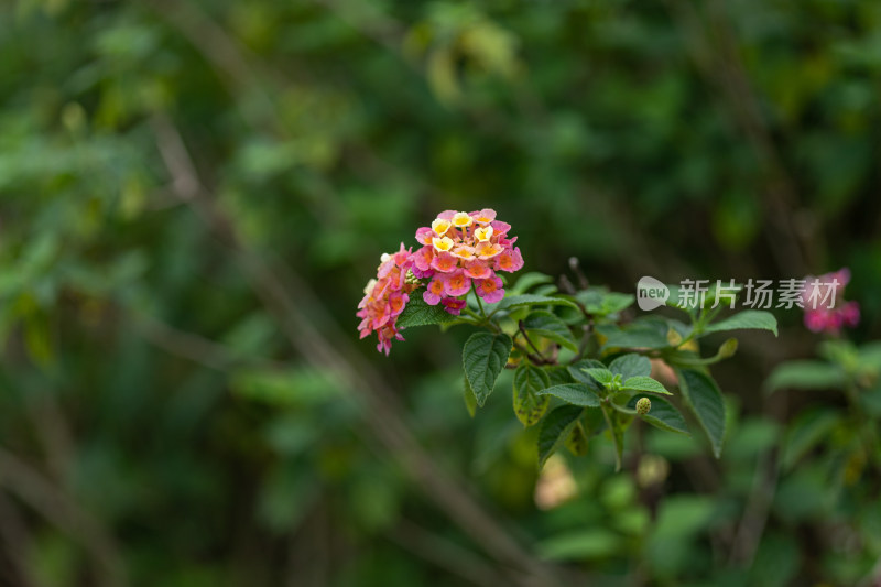 马樱丹花