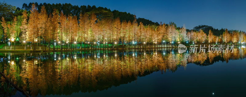 佛山千灯湖南海活水公园落羽杉红叶夜景全景