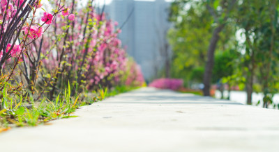 道路两边是花丛和绿树