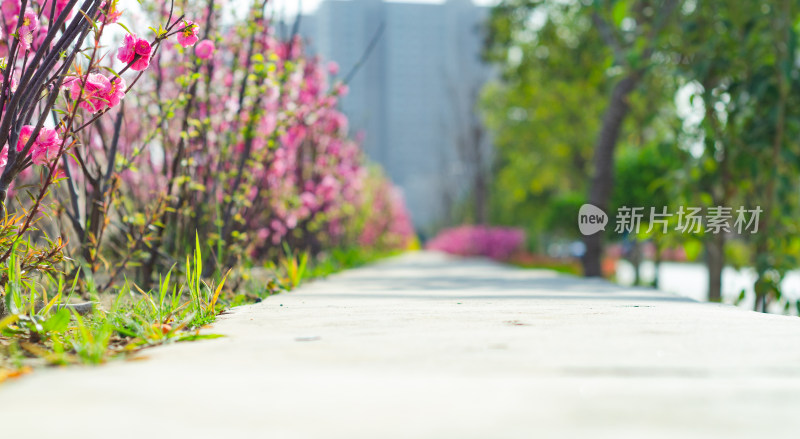 道路两边是花丛和绿树