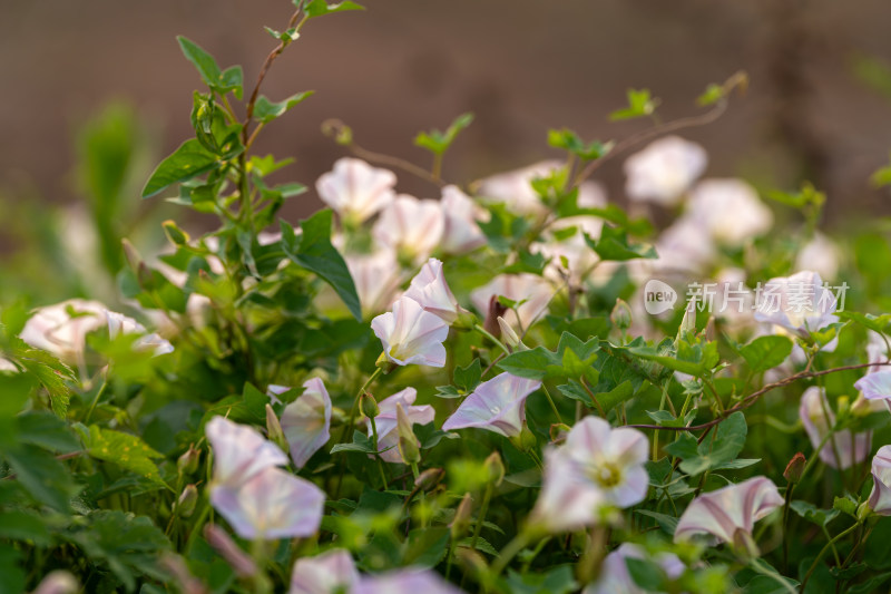 牵牛花特写镜头