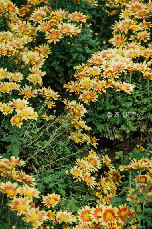 北京国家植物园菊花展