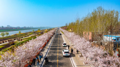 航拍微山樱花大道