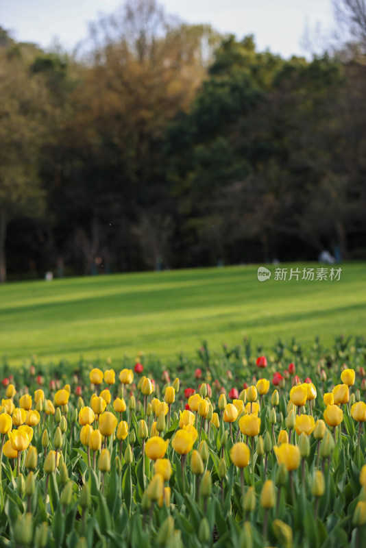 杭州太子湾公园绽放的黄色郁金香花海