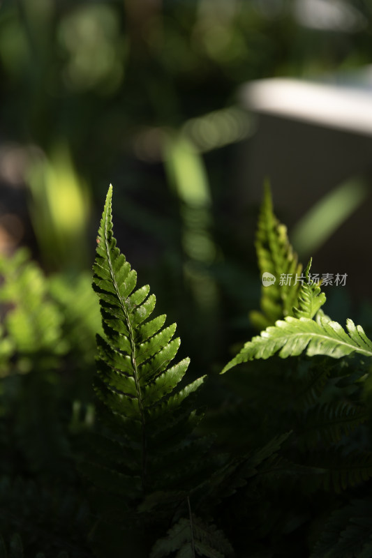 阳光下的绿色蕨类植物叶子