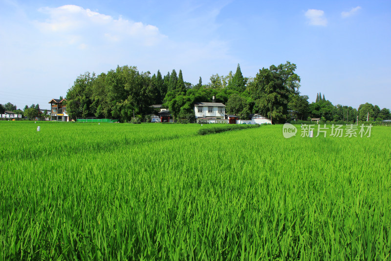 现代农业稻田，绿色生态田地