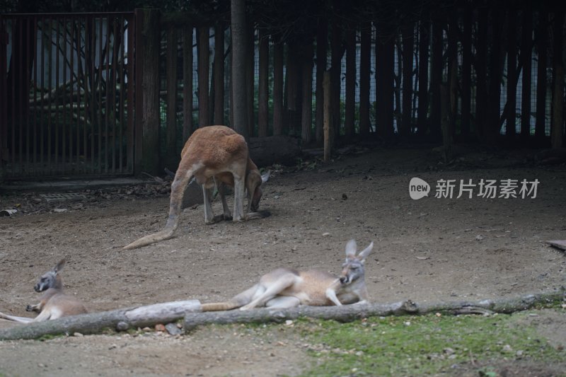 杭州风光 西湖风光