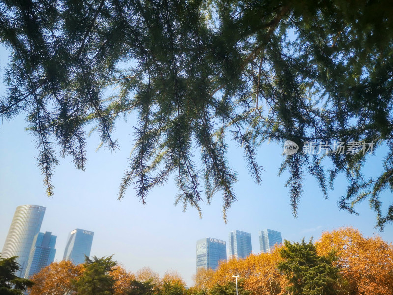 花草树木蓝天白云自然风光摄影图