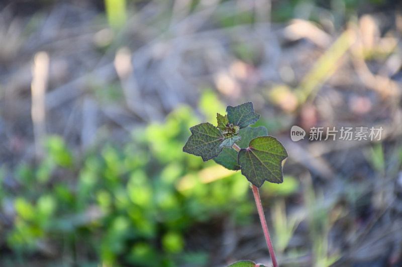 特写绿色植物叶片