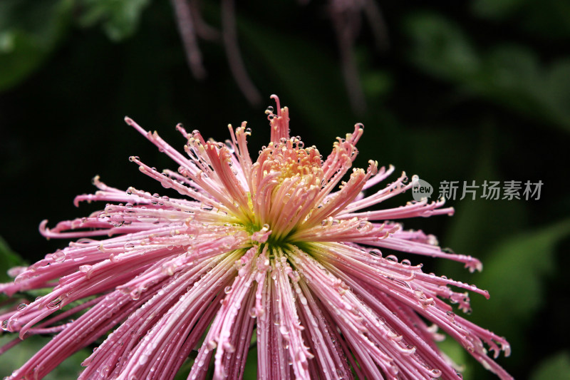 千姿百态的菊花特写