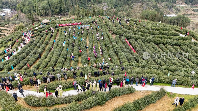 重庆酉阳：宜居贡茶采摘忙