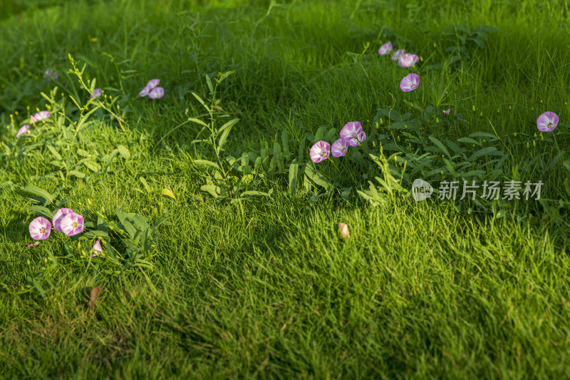 花花草草牵牛花