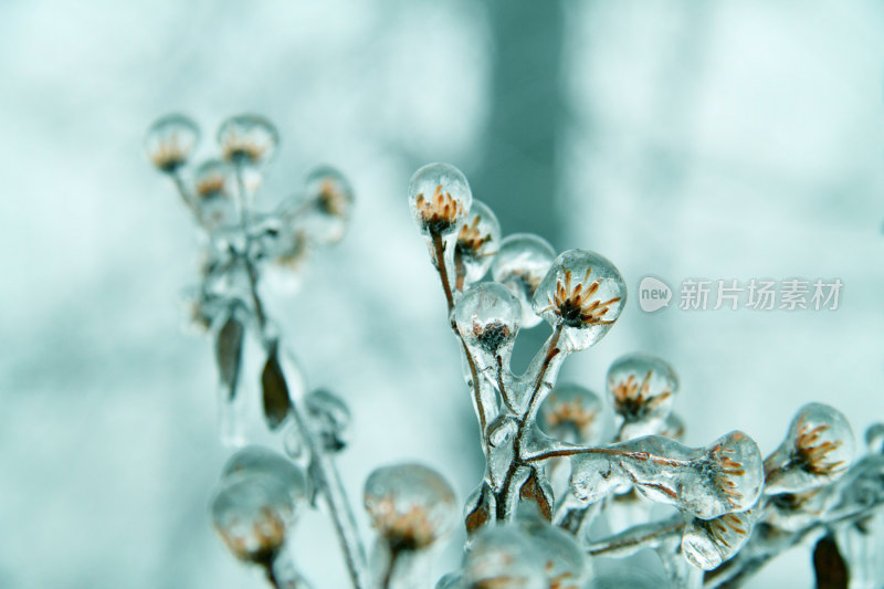 冬天冰雪冻雨