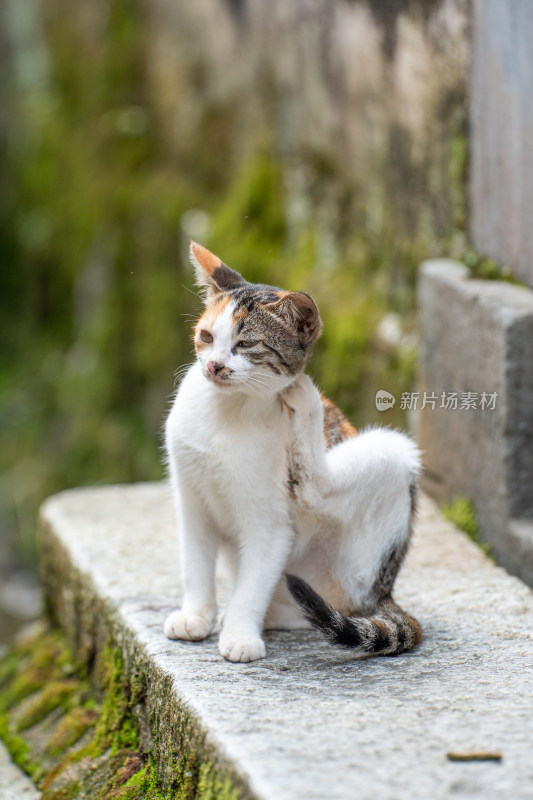 古镇里的中华田园猫