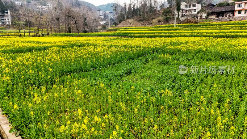 重庆酉阳：铜西油菜花开得灿烂