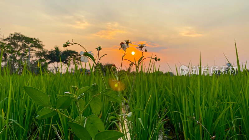 稻田夕阳下的花卉植物