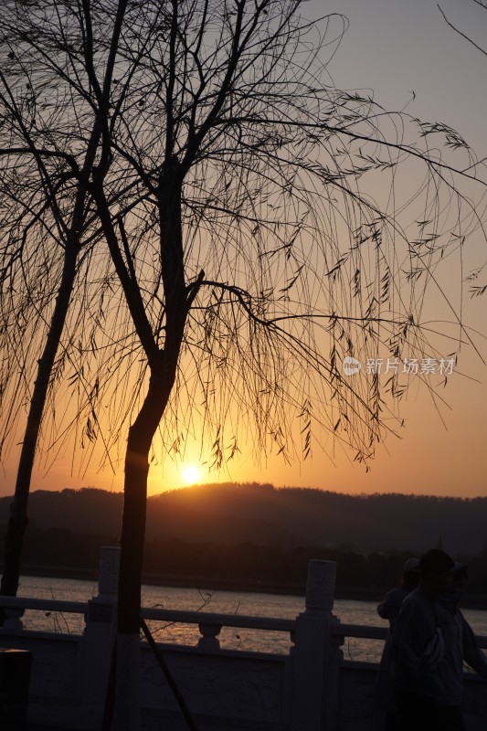 夕阳下柳树旁的休闲场景