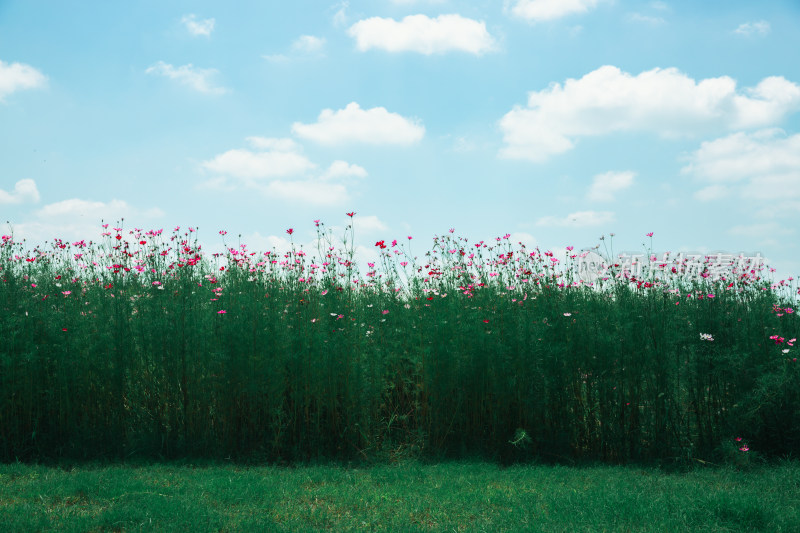 夏日格桑花