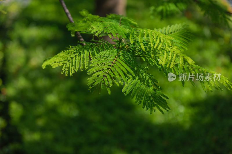 凤凰花、火凤凰