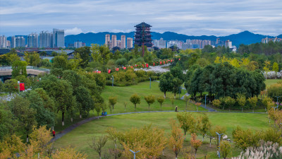 汉中天汉湿地芦苇