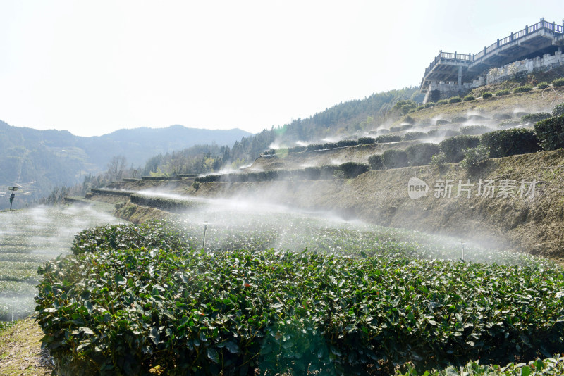 现代农业茶园水肥一体喷灌