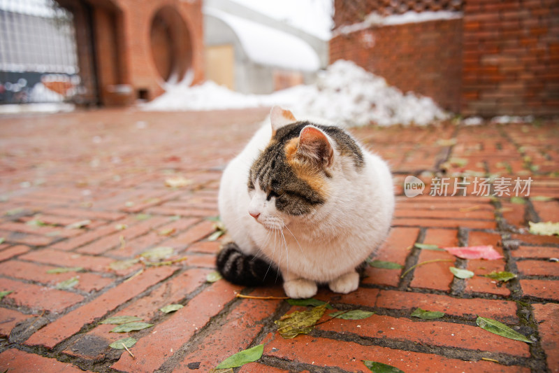 冬季路面上的猫积雪