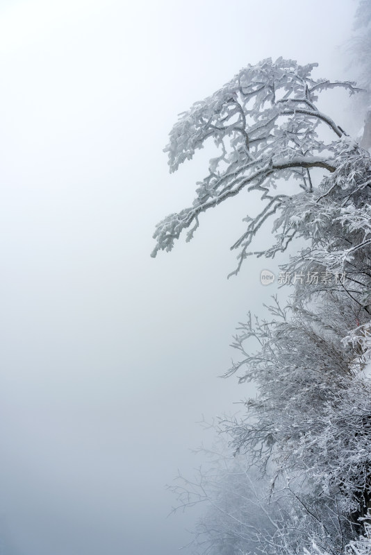 冬季大雪树木雾凇雪挂