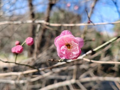 户外枝头盛开的粉色梅花特写