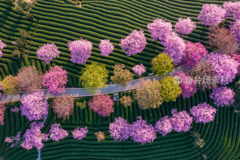 福建龙岩永福台品樱花茶园