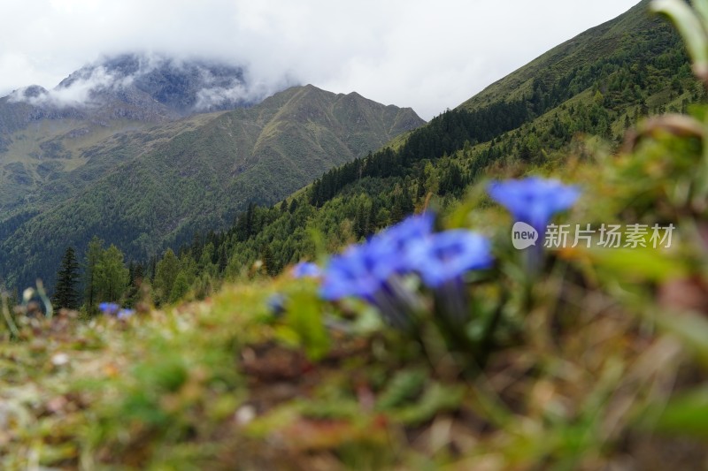 四川阿坝藏族羌族自治州四姑娘雪山风貌