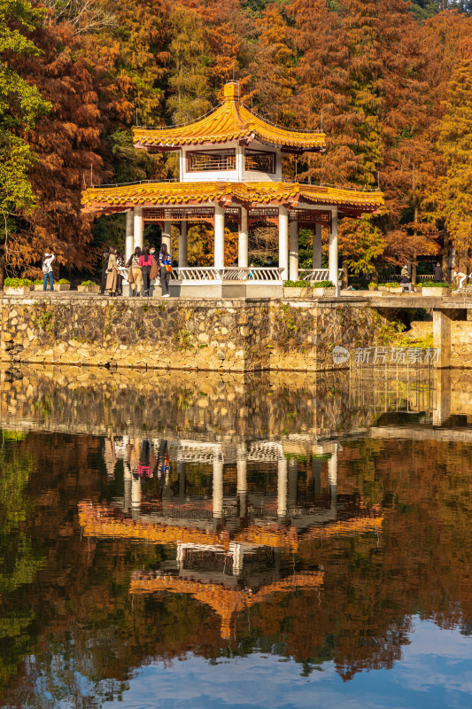 深圳仙湖植物园水杉林秋色