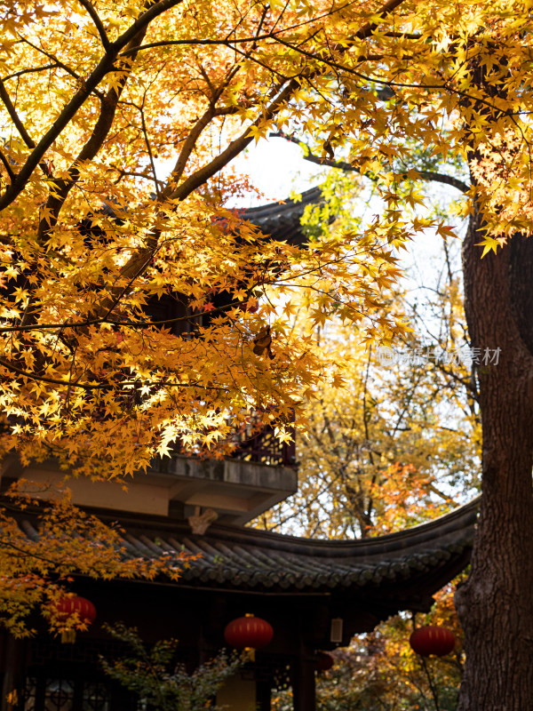 江南中式古建筑和秋天多彩的枫叶自然风景