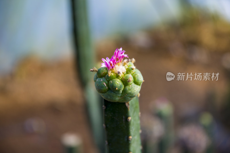 花花草草仙人植物