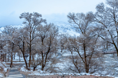 青海海北藏族自治州祁连卓尔山乡村树林雪景