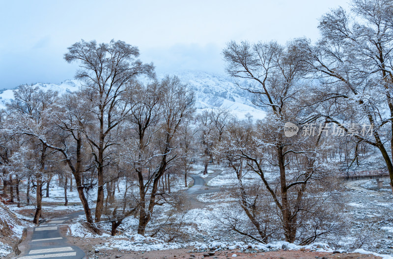 青海海北藏族自治州祁连卓尔山乡村树林雪景