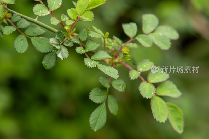 春天雨后挂满水珠的蔷薇叶片