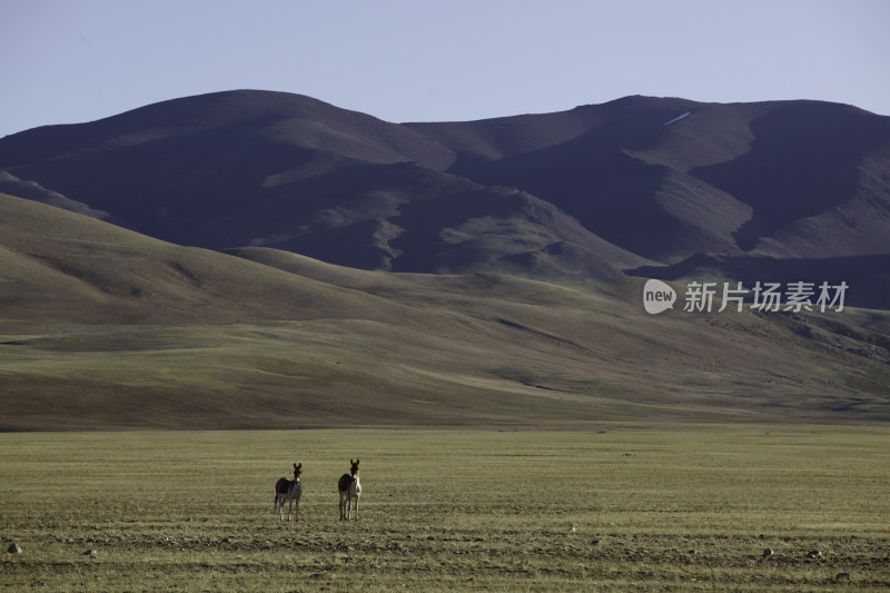 草原上的野生动物远景 藏野驴