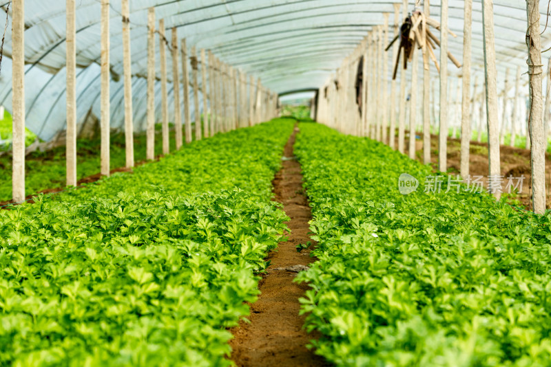 山东泰安大棚香菜种植