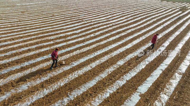 田野里拖拉机起垄覆盖地膜播种土豆
