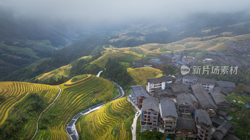 广西桂林龙脊梯田秋收稻田航拍风景