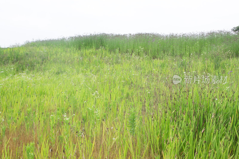 乡村绿色春天植物风景自然户外