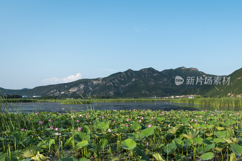 夏天荷花池通透明亮图片