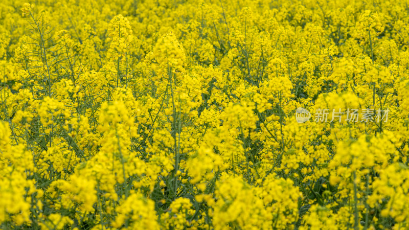 湖北武汉蔡甸区消泗油菜花特写