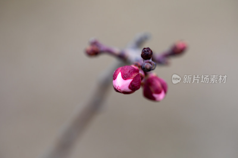 含苞待放的腊梅花