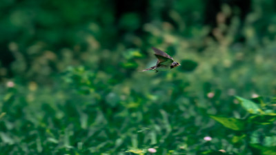 家燕（Hirundo rustica）