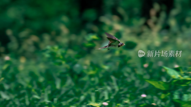 家燕（Hirundo rustica）