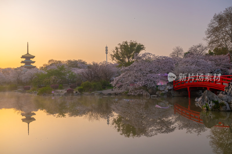 武汉东湖磨山樱花园樱花盛开