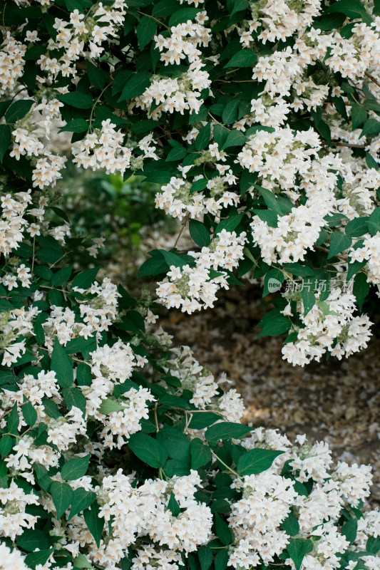 北京国家植物园猬实花